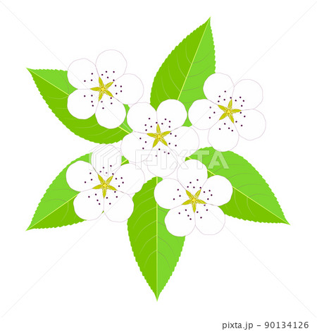 梨の白い花と緑色の葉 90134126
