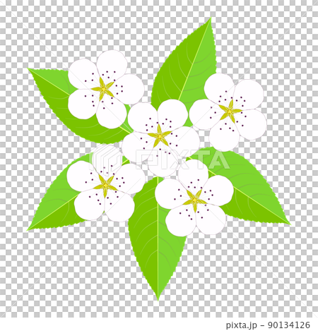 梨の白い花と緑色の葉 90134126