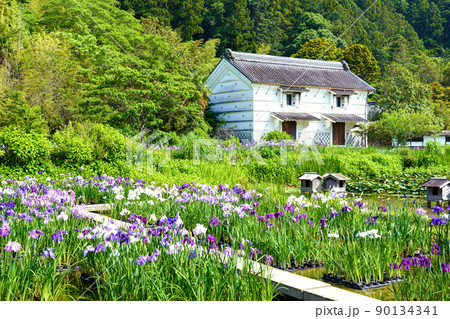 静岡県 加茂荘花鳥園 菖蒲 90134341