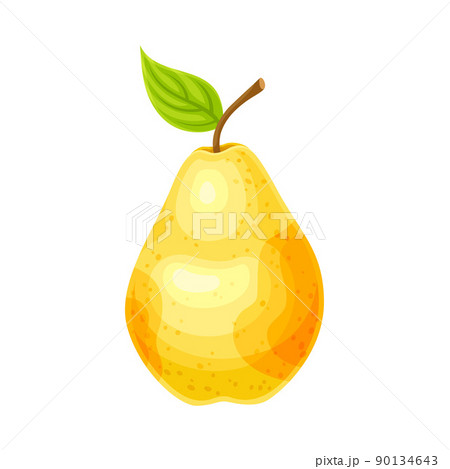 Whole Ripe Yellow Pear Pomaceous Fruit as Organic Garden Crop Vector Illustration 90134643