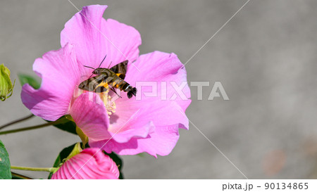 フヨウの花(フヨウ属)・ハチ(熊蜂)「秋晴れの花風景」(秋)日本・九州・熊本県山都町 フヨウの花(フヨウ属)・ハチ(熊蜂)「秋晴れの花風景」(秋)日本・九州・熊本県山都町 90134865