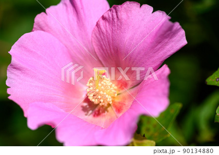 フヨウの花(フヨウ属)「秋晴れの花風景」(秋)日本・九州・熊本県山都町 フヨウの花(フヨウ属)「秋晴れの花風景」(秋)日本・九州・熊本県山都町 90134880