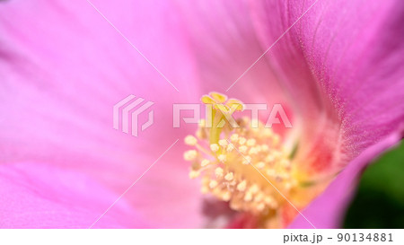 フヨウの花(フヨウ属)クローズアップ「秋晴れの花風景」(秋)日本・九州・熊本県山都町 90134881