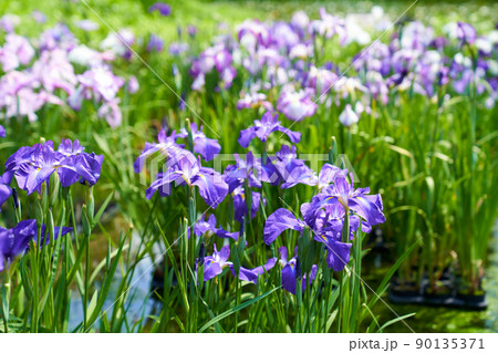 静岡県 加茂荘花鳥園 菖蒲 静岡県 加茂荘花鳥園 菖蒲 90135371