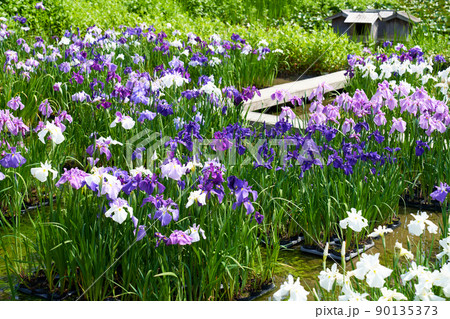 静岡県 加茂荘花鳥園 菖蒲 静岡県 加茂荘花鳥園 菖蒲 90135373