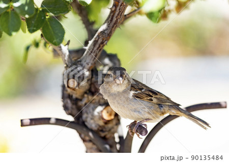 Sparrow. Flowers. Brown sparrow on the flowers and roses in the park of the rose garden of Parque del Oeste in Madrid. Background full of colorful flowers. In Spain. Europe. Photography. 90135484