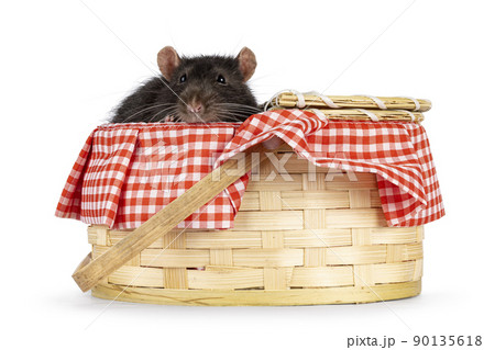 Brown pet rat on white background Brown pet rat on white background 90135618