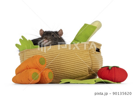 Brown pet rat on white background 90135620