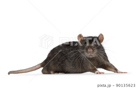 Brown pet rat on white background 90135623