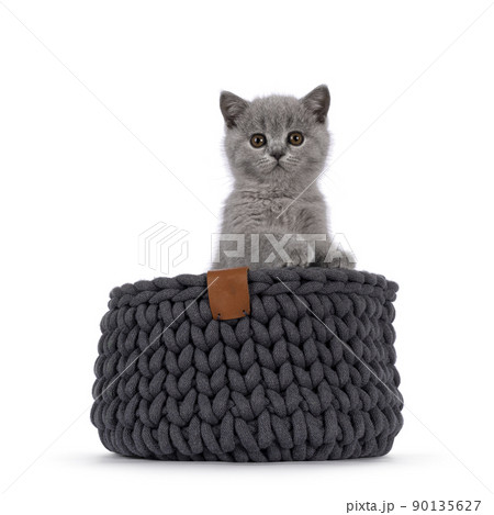 Solid blue British Shorthair cat on white 90135627