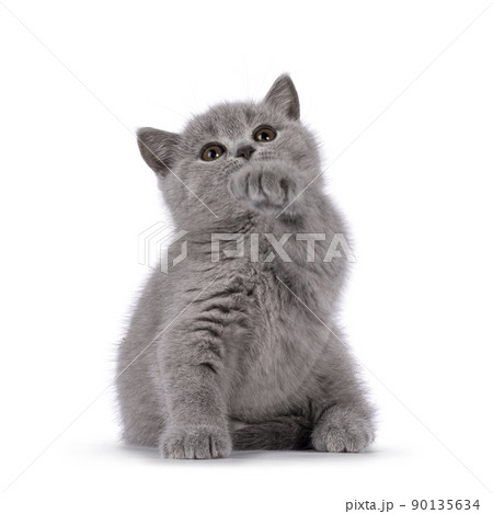 Solid blue British Shorthair cat on white Solid blue British Shorthair cat on white 90135634