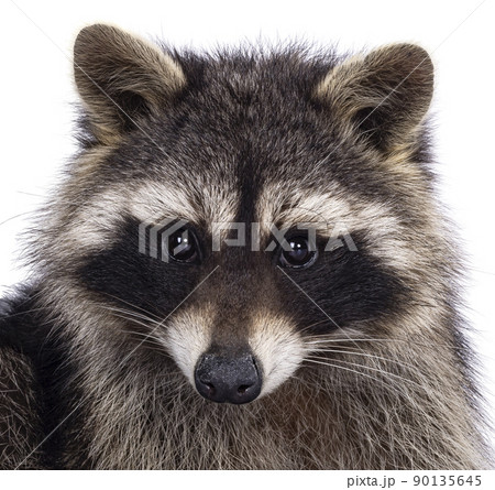 Raccoon on white background 90135645