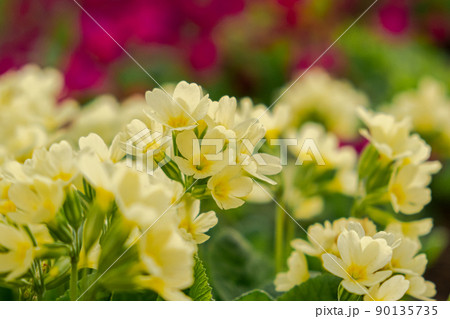 Easter concept. Primrose Primula with yellow flowers in flowerbed in spring time. Inspirational natural floral spring or summer blooming garden or park. Hello spring 90135735