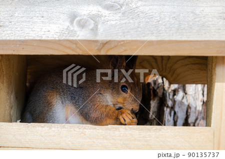Outdoor portrait of cute curious red squirrel sitting in wooden feeder in forest background. Little fluffy wild animal fox squirrel with funny face in habitat close up. Urban wildlife in park 90135737