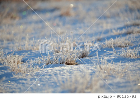 霜で凍り付いた地面（茶臼山　愛知県 豊根村） 90135793
