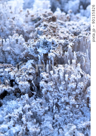 ザクザクと気持ちのいい音を立てる霜柱 冬の風物詩(茶臼山 愛知県 豊根村) ザクザクと気持ちのいい音を立てる霜柱 冬の風物詩(茶臼山 愛知県 豊根村) 90135826