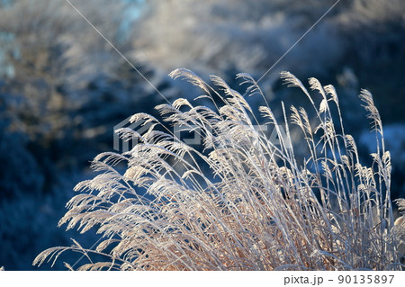 ススキに付く霧氷 冬の風物詩(茶臼山 愛知県 豊根村) ススキに付く霧氷 冬の風物詩(茶臼山 愛知県 豊根村) 90135897
