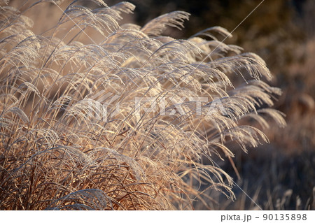 ススキに付く霧氷　冬の風物詩（茶臼山　愛知県 豊根村） 90135898