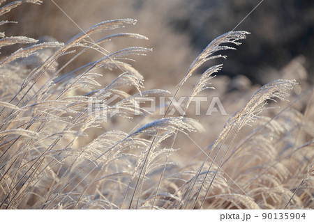 冬の朝、凍てつくススキ　霧氷（茶臼山　愛知県 豊根村） 90135904