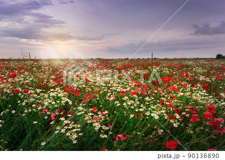 Summer field of red blooming poppies Summer field of red blooming poppies 90136890