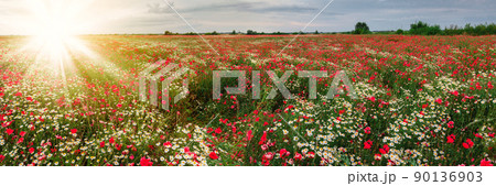 Summer field of red blooming poppies Summer field of red blooming poppies 90136903