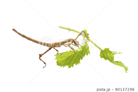 stick insect in studio 90137296