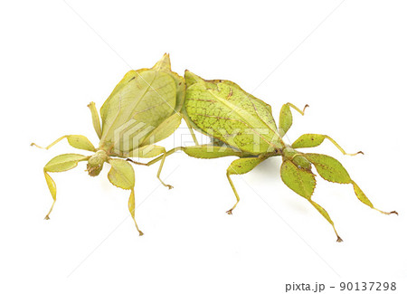 stick insect in studio stick insect in studio 90137298