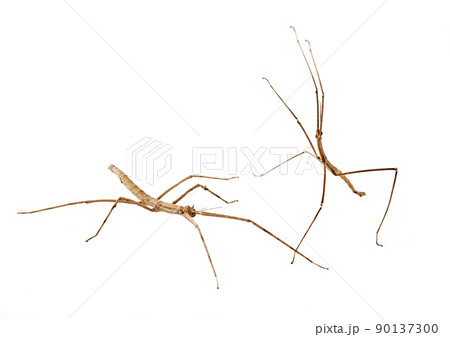 stick insect in studio stick insect in studio 90137300