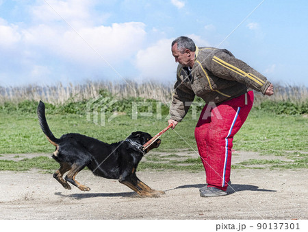 training of french shepherd training of french shepherd 90137301