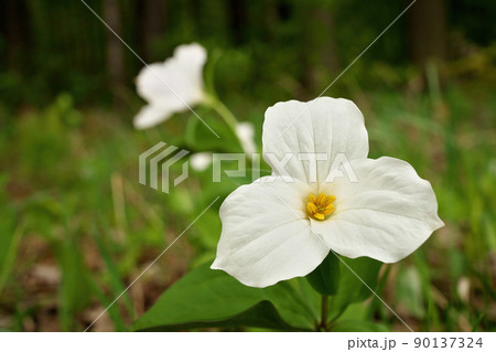 Low Angle Close Up of A Great White Trillium in the Woods in Spring in Ontario Canada Low Angle Close Up of A Great White Trillium in the Woods in Spring in Ontario Canada 90137324