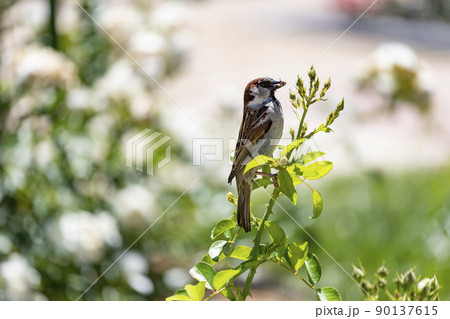 Sparrow. Brown sparrow eating insects in the park of the Rosaleda del Parque del Oeste in Madrid. Background full of colorful flowers. Spring print. In Spain. Europe. Photography. 90137615