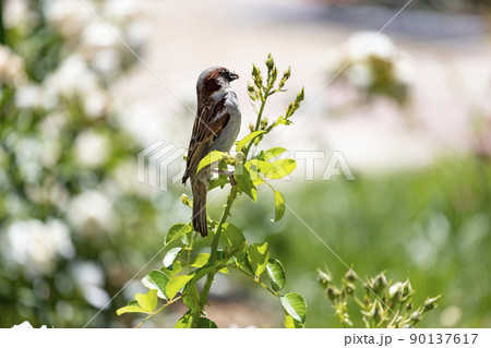 Sparrow. Brown sparrow eating insects in the park of the Rosaleda del Parque del Oeste in Madrid. Background full of colorful flowers. Spring print. In Spain. Europe. Photography. Sparrow. Brown sparrow eating insects in the park of the Rosaleda del Parque del Oeste in Madrid. Background full of colorful flowers. Spring print. In Spain. Europe. Photography. 90137617