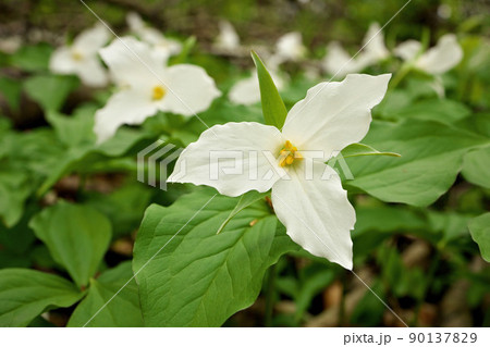 Low Angle Close Up of A Great White Trillium Patch in the Woods in Spring in Ontario Canada 90137829
