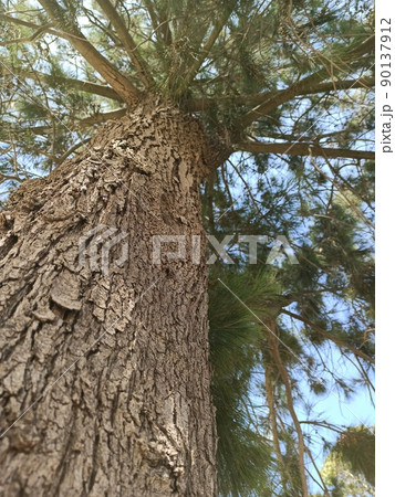 Old Tree textue Old Tree textue 90137912