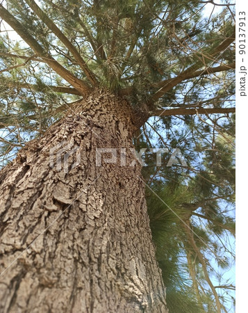 Old Tree textue Old Tree textue 90137913
