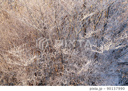 木に白い花が咲いたような姿 冬の風物詩(茶臼山 愛知県 豊根村) 木に白い花が咲いたような姿 冬の風物詩(茶臼山 愛知県 豊根村) 90137990