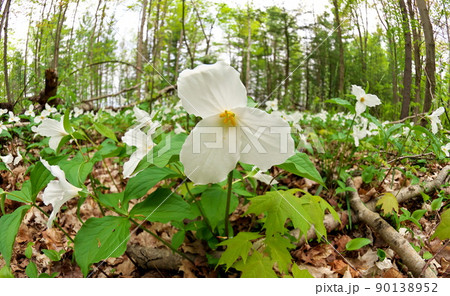 Ultrawide Angle Close Up of A Great White Trillium Patch in the Woods in Spring in Ontario Canada 90138952