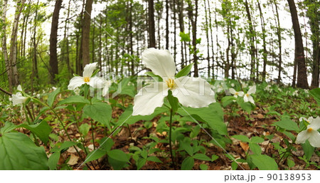 Ultrawide Angle Close Up of A Great White Trillium Patch in the Woods in Spring in Ontario Canada Ultrawide Angle Close Up of A Great White Trillium Patch in the Woods in Spring in Ontario Canada 90138953
