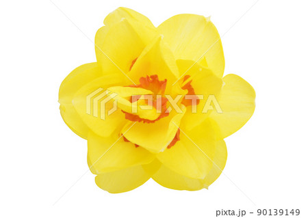narcissus flower isolated narcissus flower isolated 90139149