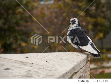 Black and white dove resting on a stone, Black and white dove resting on a stone, 90139336