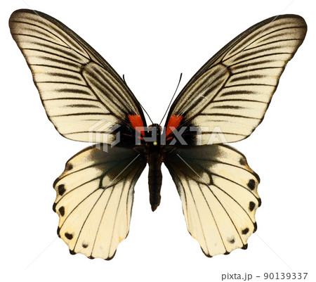 Large white butterfly isolated on white. Papilio memnon white form from Thailand.Lepidoptera collection. Butterfly collection. Entomology. Color unusual insects. Large white butterfly isolated on white. Papilio memnon white form from Thailand.Lepidoptera collection. Butterfly collection. Entomology. Color unusual insects. 90139337