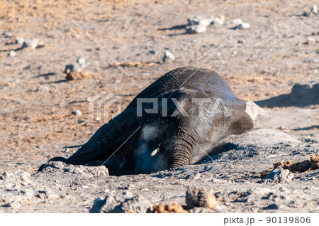 An African Elephant rolling itself over in the dirt. An African Elephant rolling itself over in the dirt. 90139806
