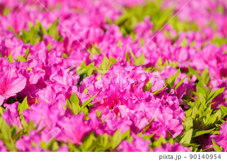 ピンク色のツツジ 90140954