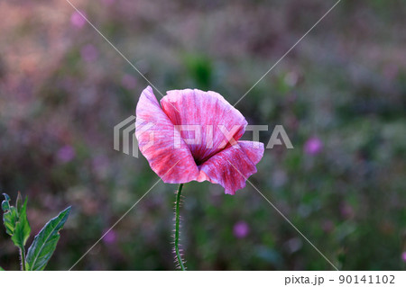 わずかな斜光が朝露で濡れたポピーの花びらを照らす光景 わずかな斜光が朝露で濡れたポピーの花びらを照らす光景 90141102