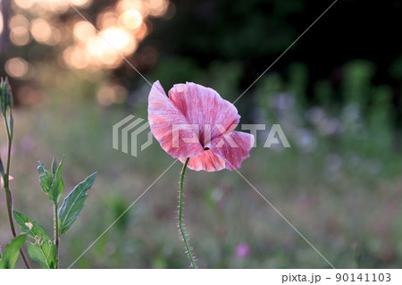 わずかな斜光が朝露で濡れたポピーの花びらを照らす光景 わずかな斜光が朝露で濡れたポピーの花びらを照らす光景 90141103