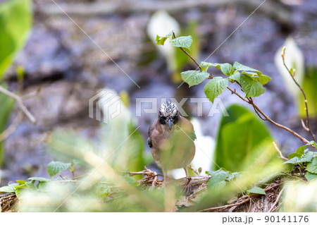 バードウォッチング カケス バードウォッチング カケス 90141176
