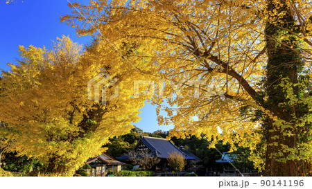 鎌倉幕府所縁の神奈川県横浜市金沢区称名寺の晩秋（紅葉） 90141196