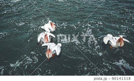 Pelican birds on the river in springtime Pelican birds on the river in springtime 90141318