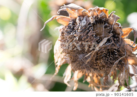 立ち枯れたヒマワリ 立ち枯れたヒマワリ 90141605