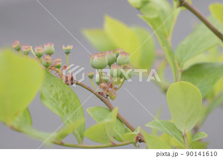 緑の実のブルーベリー 90141610